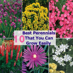 Gardening &ndash; 10 Best Perennials for Canada
