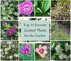 Gardening &ndash; 10 of the Best Smelling Plants
