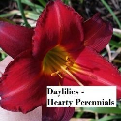 Gardening &ndash; Daylilies &ndash; Hearty Perennials