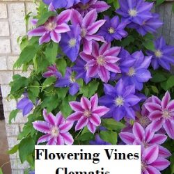 Gardening &ndash; Flowering Vines &ndash; Clematis