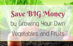 Gardening &ndash; Growing your own Vegetables