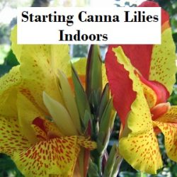 Gardening &ndash; Starting Canna Lilies Indoors