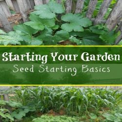 Gardening &ndash; Starting your Vegetables from Seed